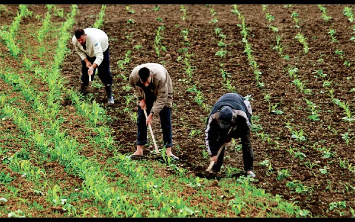 Pourquoi le travail agricole est-il si mortel aux États-Unis ?